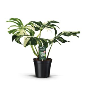 Monstera Variegata MONSTERA PERTUSUM VARIEGATA
(1 Plants/Order)(19cmP 50cmH)