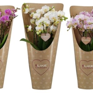 Phalaenopsis Multiflora Duetto Multi mix 60+ in draagcover
(2 Plants/Order)(17cmP 55cmH)
