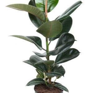 Ficus Elastica Robusta
(1 Plants/Order)(19cmP 60cmH)