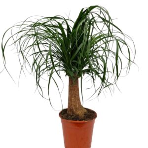 Nolina recurvata Beaucarnea 19 cm
(5 Plants/Order)(19cmP 60cmH)