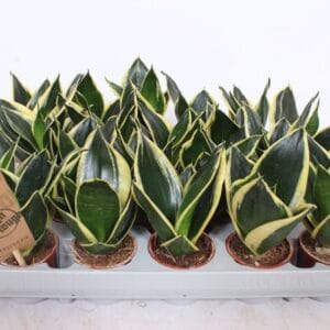 Sansevieria Golden Hahnii Black
(20 Plants/Order)(6cmP 15cmH)