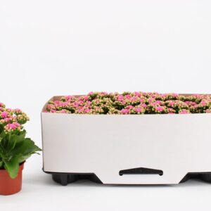 Kalanchoe Rosalina Don Nando Kalanchoe Double Pink, in kraag
(10 Plants/Order)(10.5cmP 23cmH)