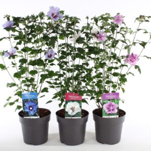 Hibiscus syriacus Hibiscus syr. mix P21/C4.6
(1 Plants/Order)(21cmP 85cmH)