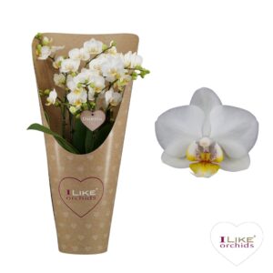 Phalaenopsis Multifl. typ Floriclon Duetto Multi - French Blonde 60+ in draagcover
(2 Plants/Order)(17cmP 50cmH)