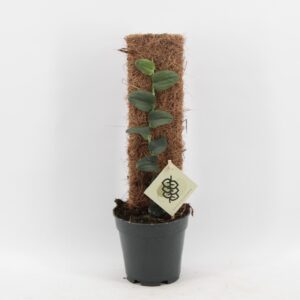 other Indoor plants Rhaphidophora Tenius
(4 Plants/Order)(14cmP 50cmH)