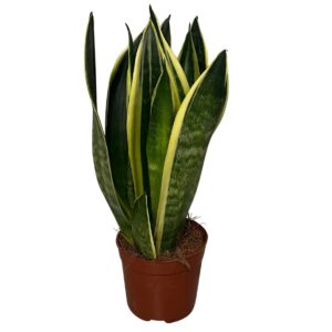 Sansevieria Sansevieria Canary 2pp
(18 Plants/Order)(9cmP 30cmH)