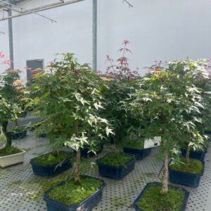 Acer palmatum Deshojo Acer palmatum Deshojo, 25 cm.
(2 Plants/Order)(25cmP 60cmH)
