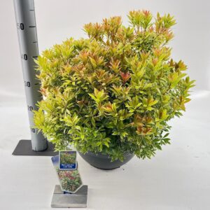 Pieris japonica Pieris jap. Little Goldy ('Opstal 65'PBR)
(1 Plants/Order)(33cmP 40cmH)