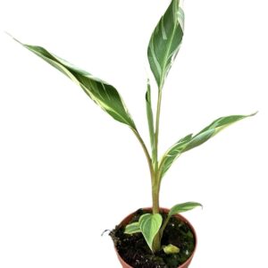 Musa Musa Nono
(9 Plants/Order)(10.5cmP 25cmH)