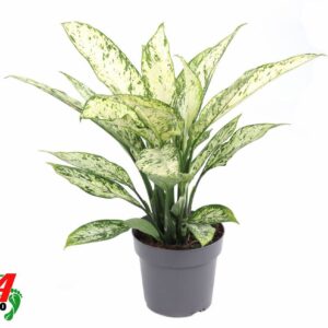 Dieffenbachia Vesuvius Dieffenbachia Vesuvius P19
(5 Plants/Order)(19cmP 60cmH)