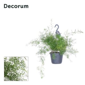 Asparagus Sprengeri Asparagus sprengeri
(4 Plants/Order)(17cmP 45cmH)