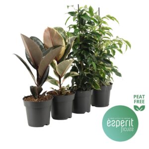 Ficus Ficus Ficuss mix 3-4 srt.
(8 Plants/Order)(14cmP 40cmH)