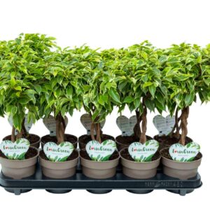 Ficus Bushy King Ficus Bushy King gevlochten
(10 Plants/Order)(12cmP 40cmH)