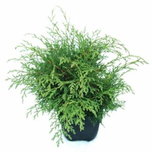 Microbiota decussata Microbiota decussata P17
(6 Plants/Order)(17cmP 45cmH)