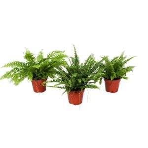 Nephrolepis Nephrolepis mixed GEEN hoes
(10 Plants/Order)(12cmP 30cmH)