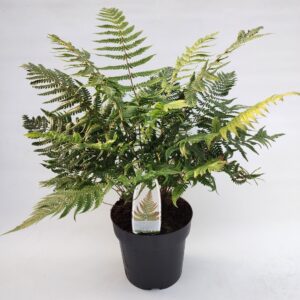 Varens mixed Dryopteris lepidopoda ES19 3,0l
(1 Plants/Order)(19cmP 30cmH)