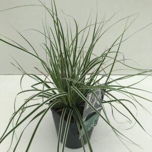 Carex oshimensis Everest Carex 'Everest'
(6 Plants/Order)(17cmP 30cmH)