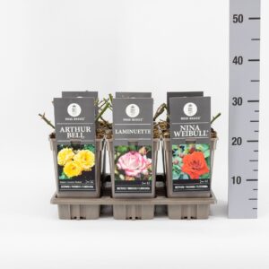 Rosa pink Basics trosroos (F) mix, C3
(6 Plants/Order)(17cmP 35cmH)