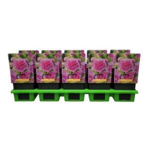 Alcea rosea Alcea rosea 'Double Pink' P11
(10 Plants/Order)(11cmP 25cmH)