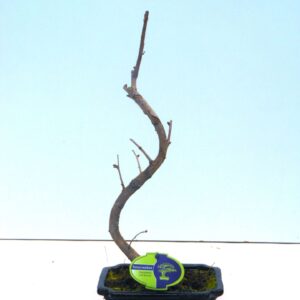 Ginkgo Ginkgo biloba shape 
(5 Plants/Order)(19cmP 35cmH)