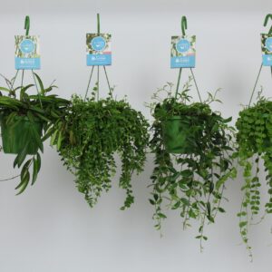 Indoor plants HangonGreen Hangplanten mixed 14 cm
(8 Plants/Order)(14cmP 40cmH)
