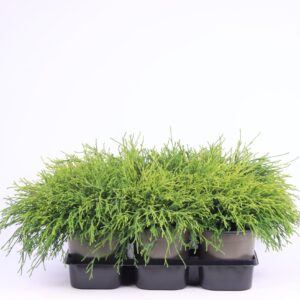 Chamaecyparis Sungold Chamaecyparis pisifera 'Sungold'
(6 Plants/Order)(15cmP 20cmH)