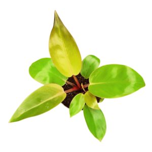 Philodendron Philodendron Mars
(10 Plants/Order)(13cmP 20cmH)