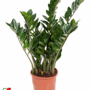 Zamioculcas zamiifolia Zamioculcas Zamiifolia P21
(1 Plants/Order)(21cmP 90cmH)