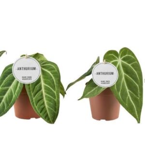 Anthurium Leaf Anthurium mix
(8 Plants/Order)(12cmP 20cmH)