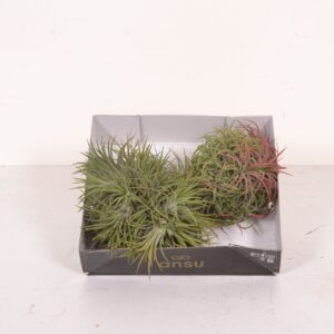 Tillandsia Tillandsia Magic Ball (XL)
(2 Plants/Order)(10cmP 10cmH)