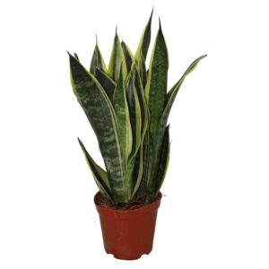 Sansevieria Star Canary Sansevieria Canary
(10 Plants/Order)(12cmP 35cmH)