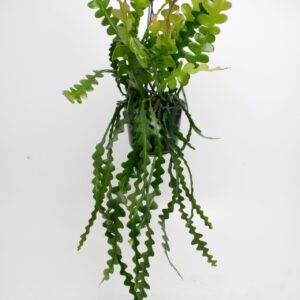 Epiphyllum anguliger Epiphyllum Anguliger
(7 Plants/Order)(15cmP 35cmH)