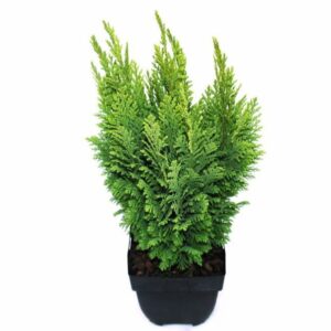 Chamaecyparis law. 'Ellwood's Empir Chamaecyparis lawsoniana 'Ellwood's Empire' P17
(6 Plants/Order)(17cmP 50cmH)