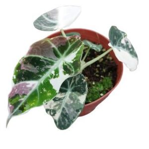 Alocasia Black Velvet Alo black velvet variegata
(2 Plants/Order)(12cmP 15cmH)