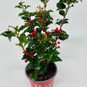 Ilex meserveae Ilex meserveae blue princess met bes
(10 Plants/Order)(12cmP 15cmH)