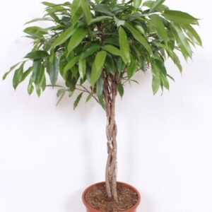 Ficus Amstel King Ficus Amstel King
(1 Plants/Order)(27cmP 120cmH)