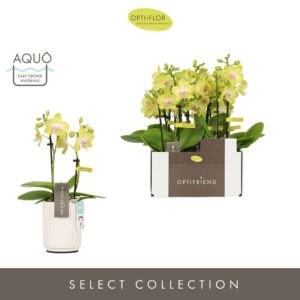 Phalaenopsis Multiflora Optifriend Suzy 2 spike in Molise White Aquo
(6 Plants/Order)(7cmP 25cmH)