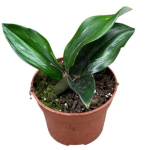 Alocasia Scaphochlamys Scintillans Dark
(3 Plants/Order)(10.5cmP 20cmH)