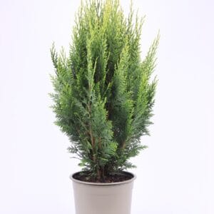 Chamaecyparis White Spo lawsoniana
(1 Plants/Order)(23cmP 75cmH)