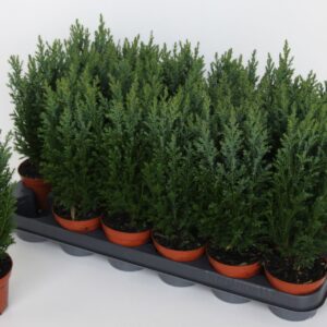 Chamaecyparis law. 'Ellwoodii Chamaecyparis lawsoniana 'Ellwoodii'
(18 Plants/Order)(9cmP 30cmH)