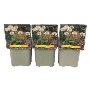 Agapanthus africanus Albus Agapanthus 'Albus' C5
(1 Plants/Order)(21cmP 35cmH)