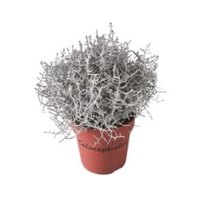Calocephalus browni Leucophyta
(10 Plants/Order)(12cmP 20cmH)