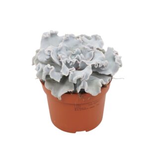 Echeveria Echeveria crispy beauty 10,5 cm
(10 Plants/Order)(10.5cmP 14cmH)