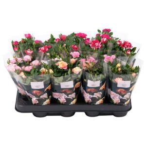 Rosa Party Mini mix Nolina Roses Ø 7 cm. mix
(16 Plants/Order)(7cmP 20cmH)