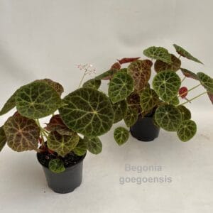 Begonia Begonia goegoensis 14cm [Fire-king Begonia]
(8 Plants/Order)(14cmP 30cmH)