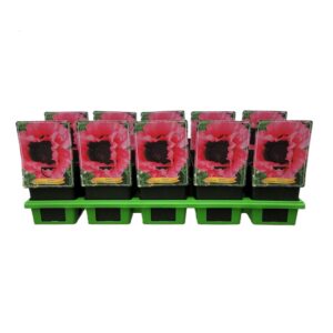 Papaver Raspberry Queen Papaver orientale 'Raspberry Queen' P11
(10 Plants/Order)(11cmP 25cmH)