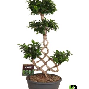 Ficus Ginseng Ficus micr. chinese knot
(1 Plants/Order)(35cmP 110cmH)