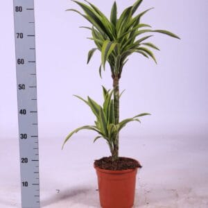 Dracaena White Stripe Dranaena white stripe 30-10 65cm
(6 Plants/Order)(17cmP 65cmH)