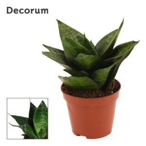 Sansevieria Hahnii Sansevieria Hahnii 9 cm Green Hahnii (Decorum)
(18 Plants/Order)(9cmP 20cmH)