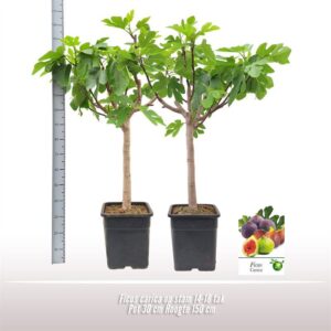 Ficus carica 14-18 spike
(1 Plants/Order)(30cmP 150cmH)